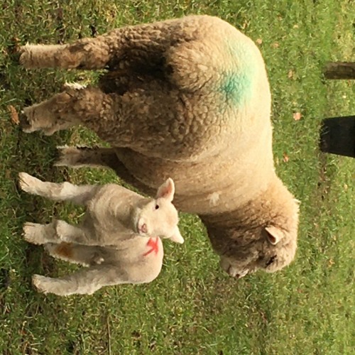 WHO DO YOU THINK YOU ARE - acapella