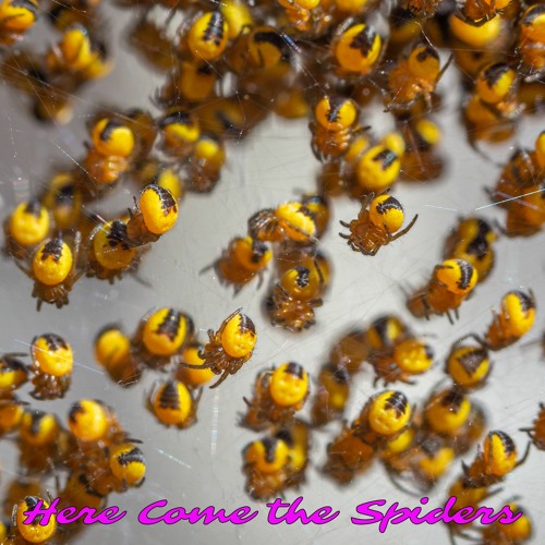 Here Come The Spiders