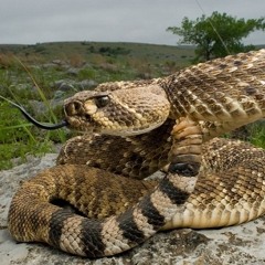 Csörgőkígyó 🐍