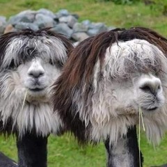 De Vlottere Alpaca Broeders