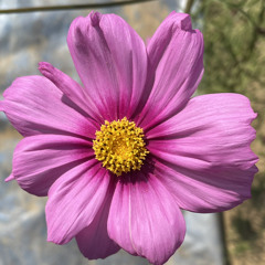 a Fragrant Flower - Sidey Nord