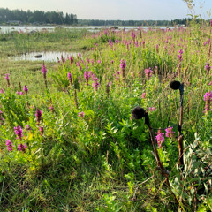 Arctic Terns and Insects in Västerbotten, Northern Sweden