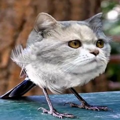 ъэ мясо бэум