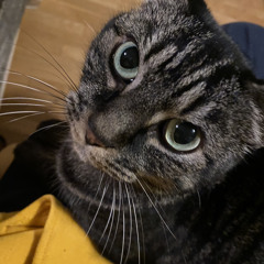 Comet, Strike Me (demo 11/8/21)