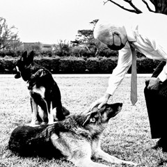 German Shepherd {Raw Stereo Cut}