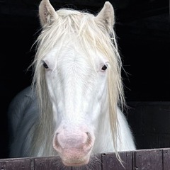 CHEVY_~_White_~_HORSE