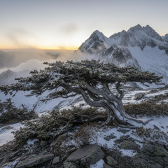 Harbour Whistle 2025