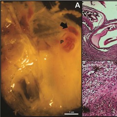 Neematodes (home demo)