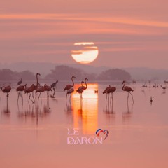 UN SAMEDI SOIR EN CAMARGUE !