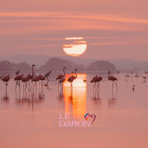 UN SAMEDI SOIR EN CAMARGUE !