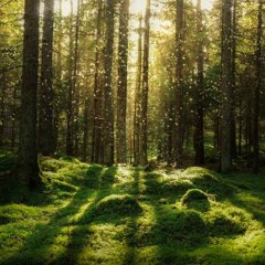 Sylvan Hearts