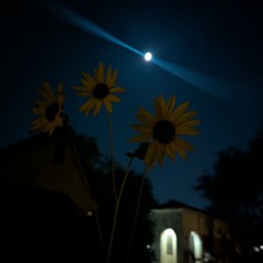 Customs Broke my guitar and all I got was this song title