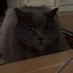 twin (feat. fakeali)