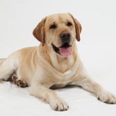 Paulo De Rox - Patti Shonne (Original Mix)