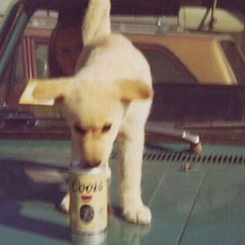 sofia netuno - bella e o olmo da bruxa cover