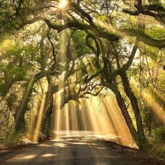 A rainha e o rei da floresta