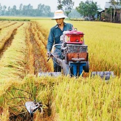 HÁT VỀ CÂY LÚA HÔM NAY