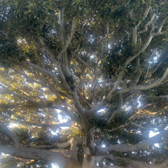 sunrise // prod NIGHT DRESS