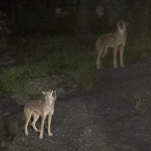 Perish 2