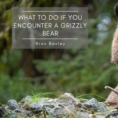 What To Do If You Encounter A Grizzly Bear