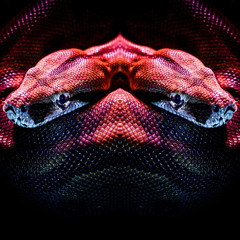Black Mambo - Glass Animals x Soaring - Lowcation (D.O.S.E. Mashup) [FREE DL]