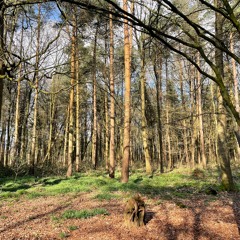 Mile Walk Attingham Tree Hugs and Facts