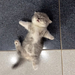 cơn mưa tí tách