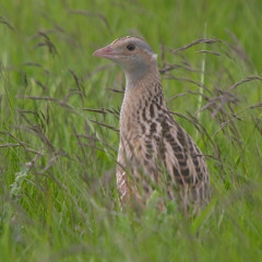 Corncrake (Crex crex)