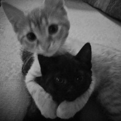 what i see (sped up)