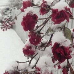 snowfall on rose petals (2001 x pekarot)