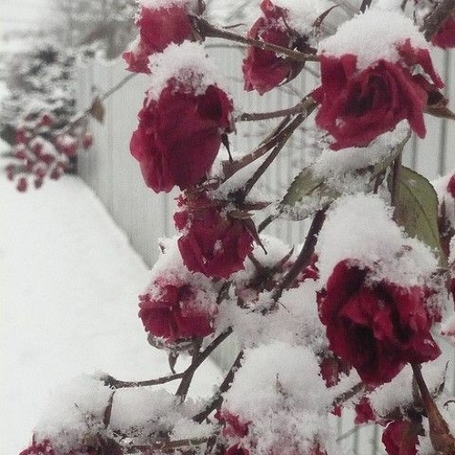 snowfall on rose petals (2001 x pekarot)