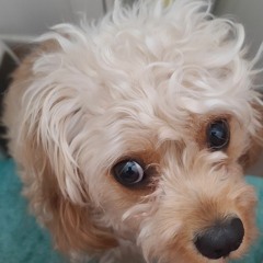 eleanor rigby master 1.wav