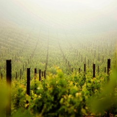 En La Cruz - (v)Mateo Ibagón