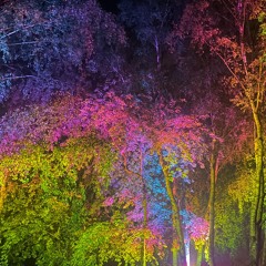 Traumwandler