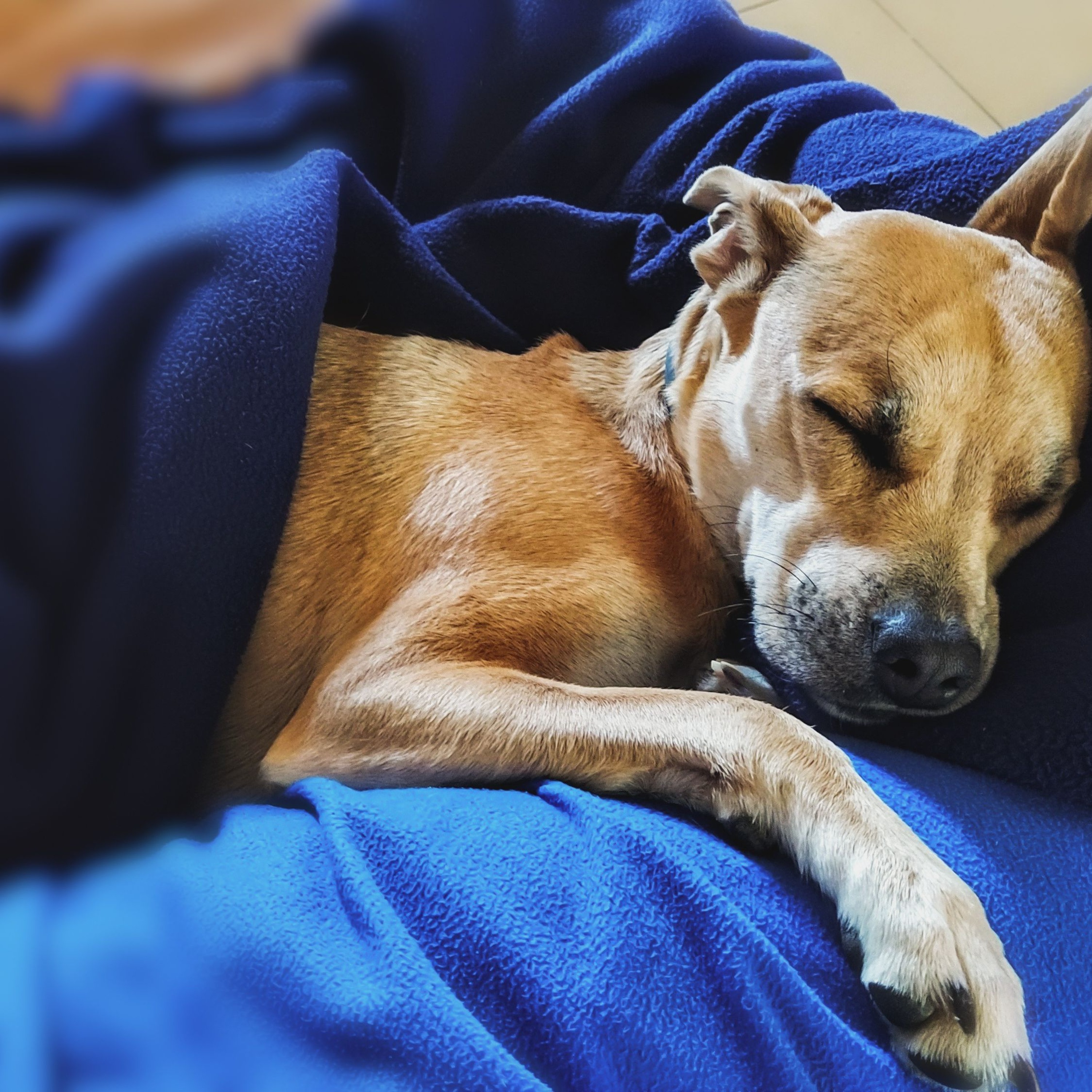 The Science of Slumber: Decoding Your Pet’s Sleep Habits