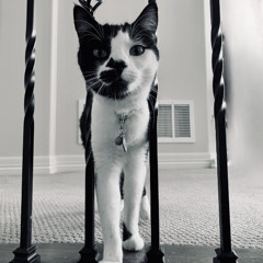 You're a cat!