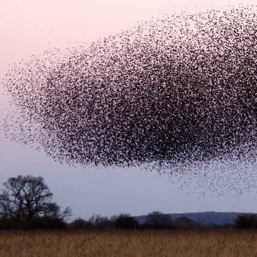 Of a Feather, for chamber ensemble