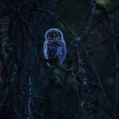 Midnight Spooky Owls - Cerknica Lake, Slovenia 19.8.2025