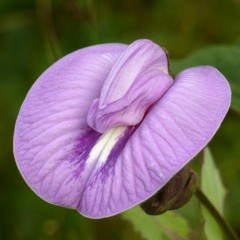 song about kissing girls