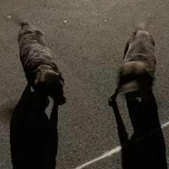 beyoncé prod prxybb