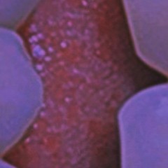 ₛₚₑₐₖₒᵥₑᵣ - loveroché