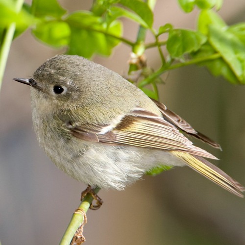 Ruby-crowned Kinglet 032420