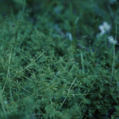 dai dai naru |橙鳴る| chouchou merged syrups.