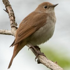 Living next door to Nightingales...