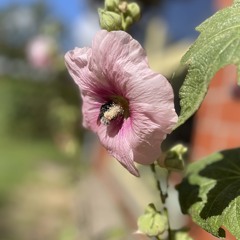 Pulsador