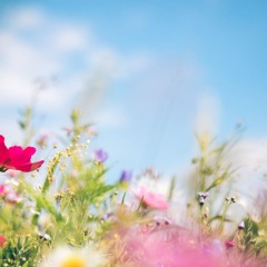 Breathing with the Earth: A Summer Solstice Meditation