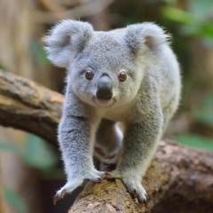 Koala Sesi