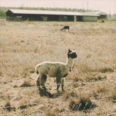 Alpaca Fleece
