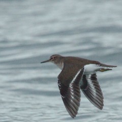 Shorebirds