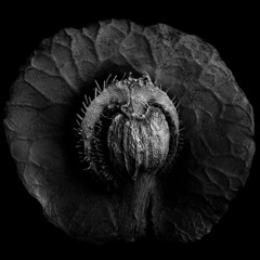 Parallel Forms-Sunveil (Mellon Place Records)